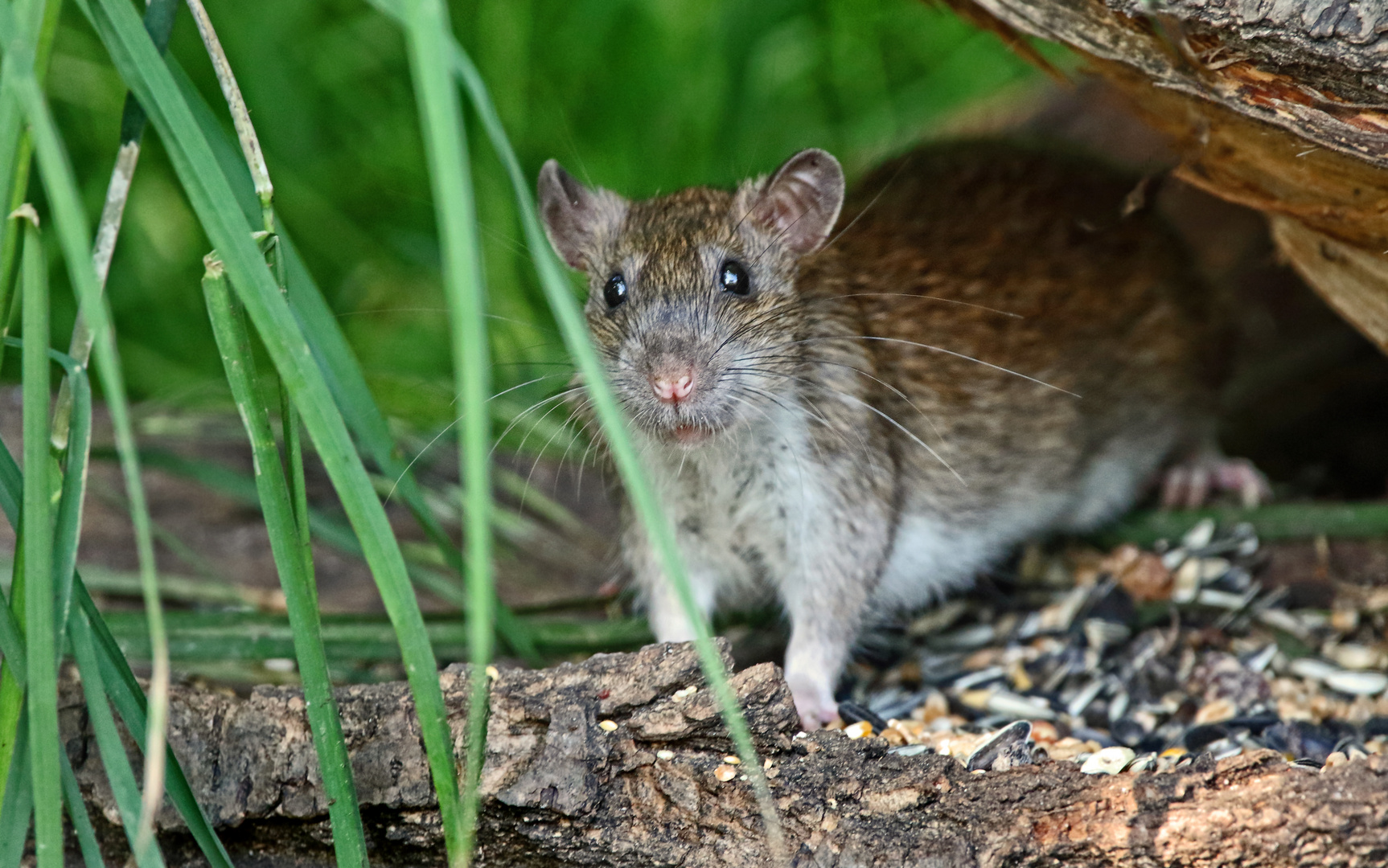 "Wanderratte", am Futterplatz