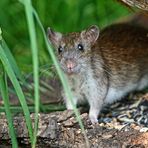 "Wanderratte", am Futterplatz