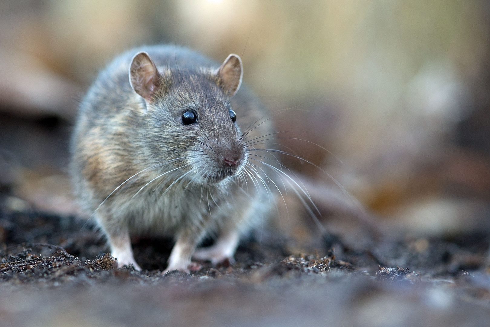 Wanderratte auf Erkundungstour