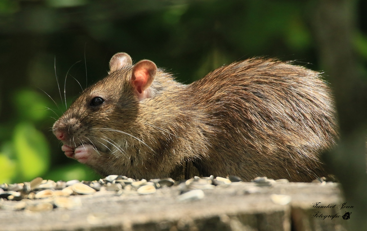 Wanderratte beim naschen 