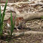 Wanderratte geht spazieren