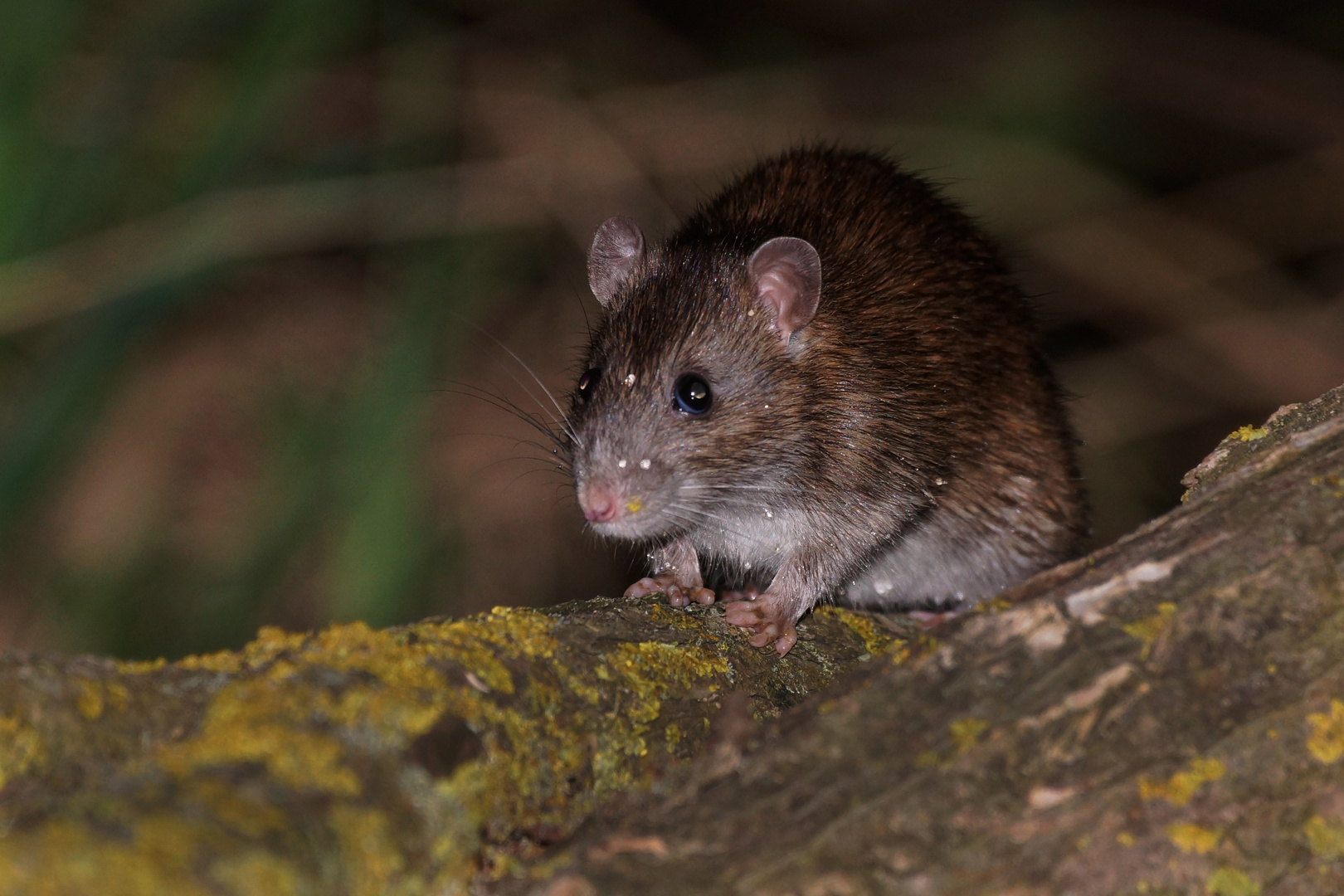 Wanderratte ? hab keine Ahnung