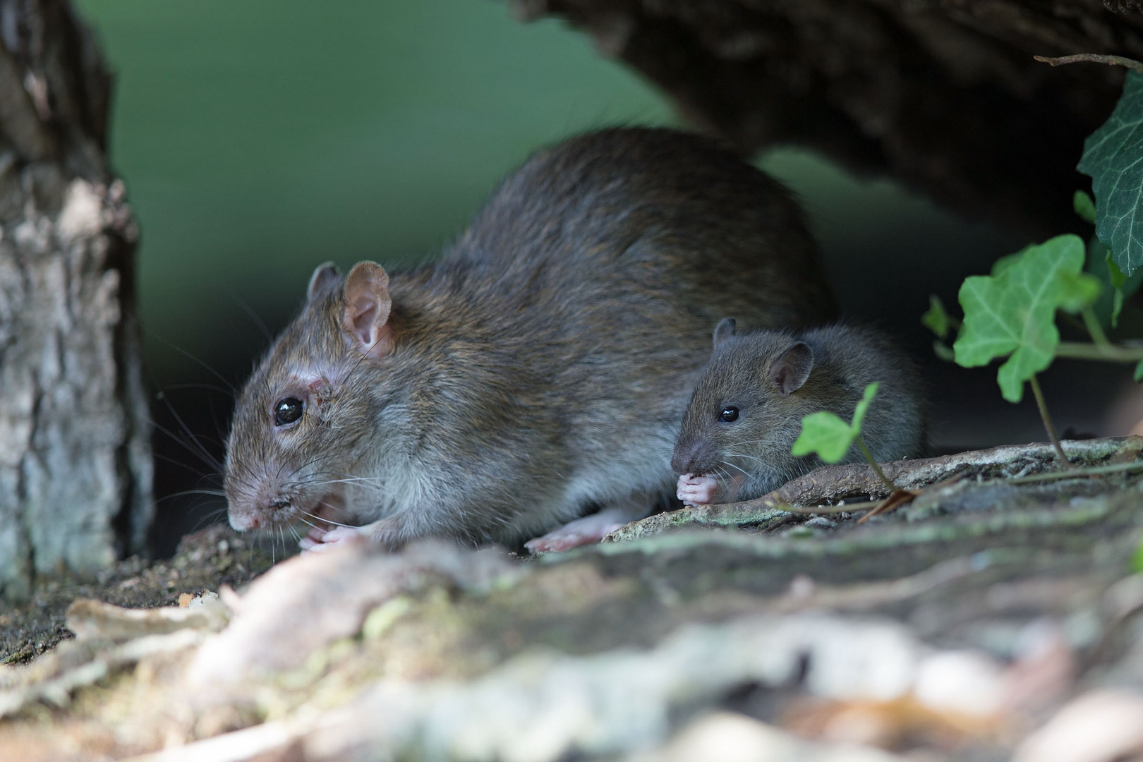 Wanderratte - Mutter und Kind