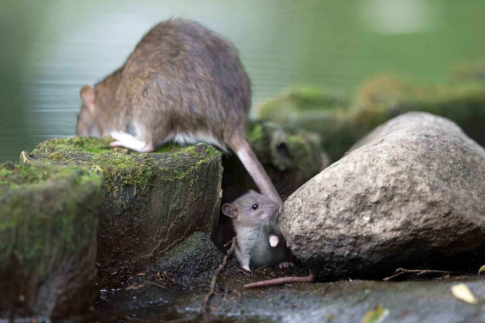 Wanderratte - Mutter und Kind