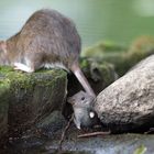 Wanderratte - Mutter und Kind