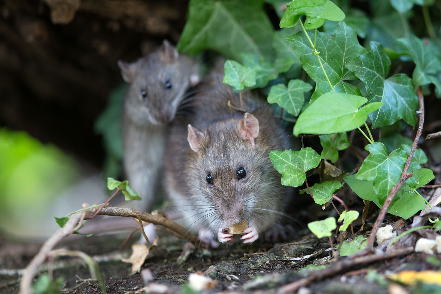 Wanderratte - Mutter und Kind