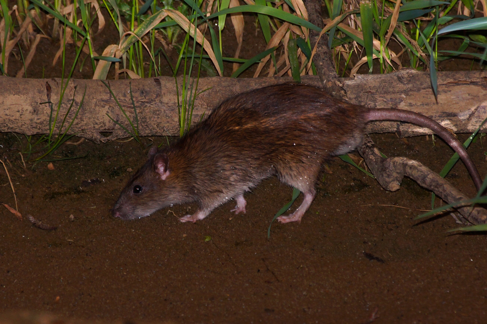 Wanderratte Nehme Ich Mal An Foto Bild Tiere Wildlife