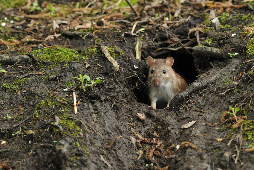 Wanderratte ohne Umzugsplan