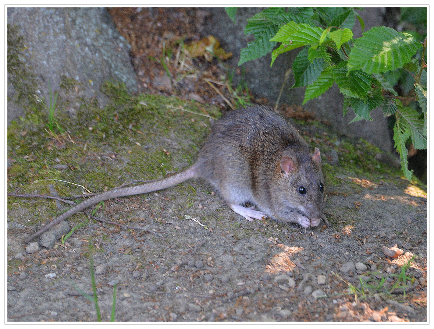 Wanderratte - Rattus norvegicus