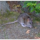 Wanderratte - Rattus norvegicus