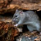 Wanderratte - Rattus norvegicus