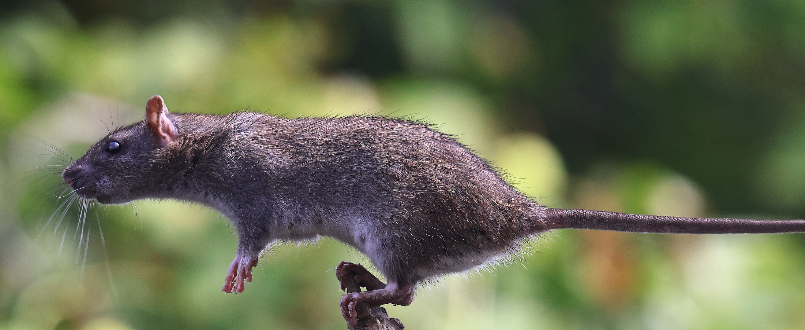 Wanderratte - Rattus norvegicus