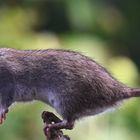 Wanderratte - Rattus norvegicus