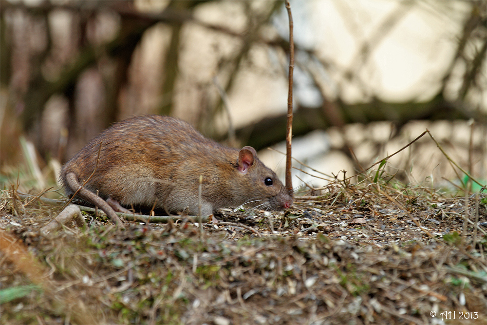 Wanderratte (Rattus norvegicus)