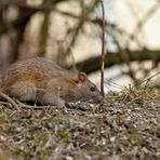 Wanderratte (Rattus norvegicus)