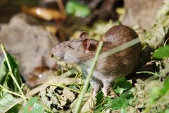 Wanderratte (rattus norvegicus)