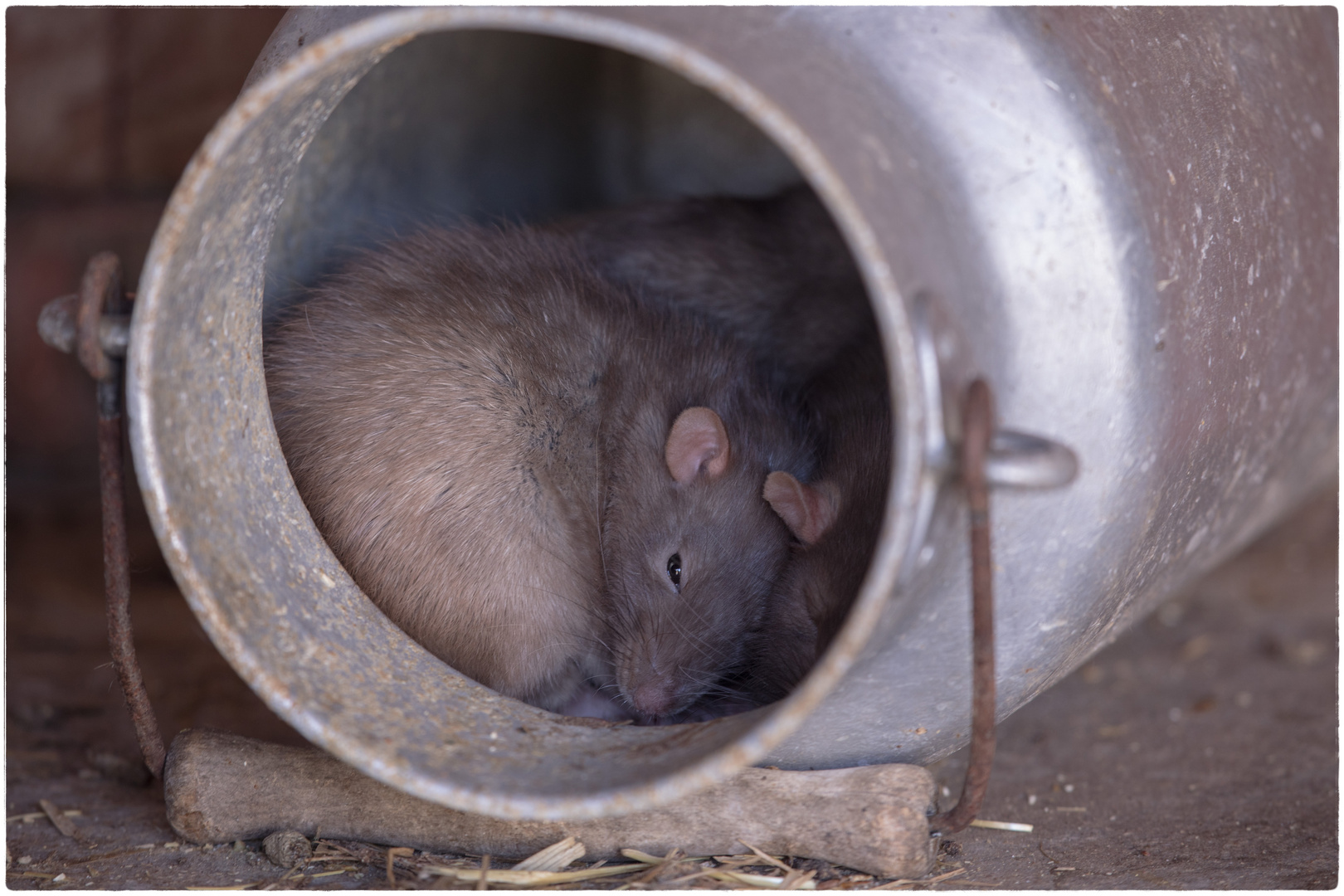 Wanderratte, sehr müde