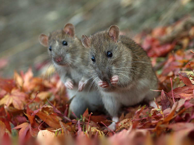 Wanderratten -Weibchen