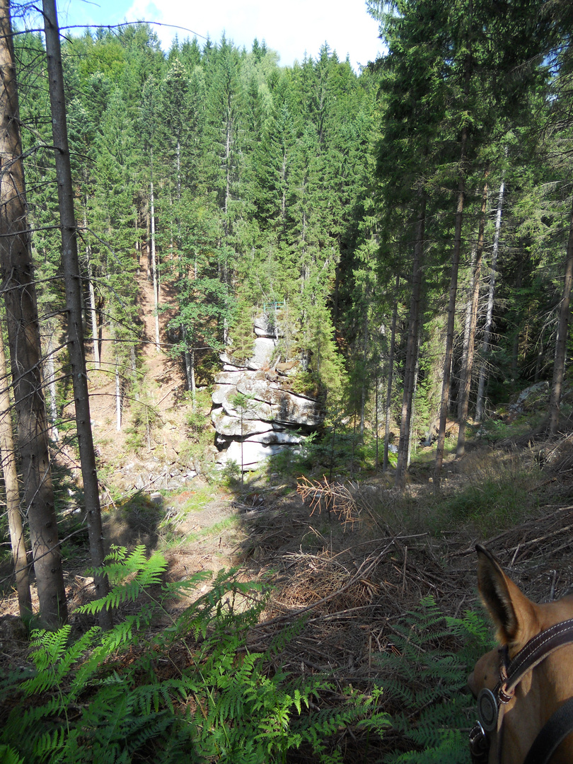 Wanderritt durch wunderschöne Wälder