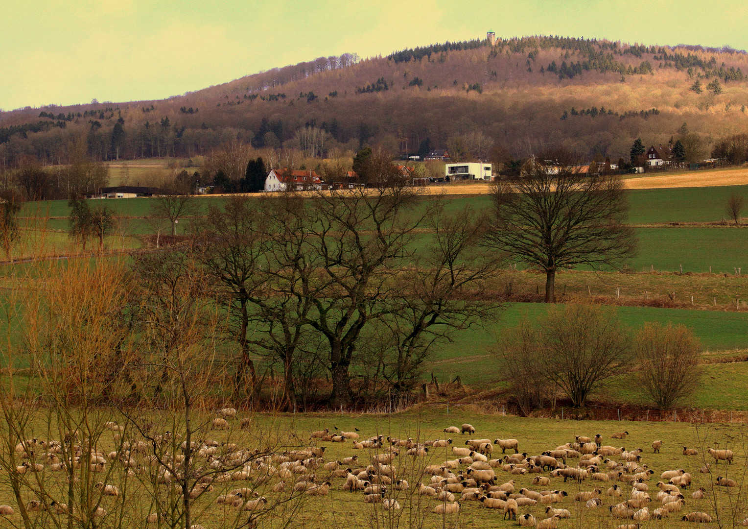 -Wanderschäfer...