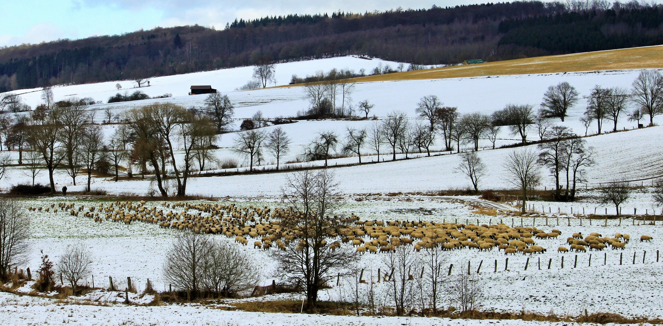 -Wanderschäfer im Ahletal-