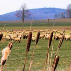 Wanderschäfer im Ahletal 