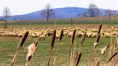 Wanderschäfer im Ahletal 