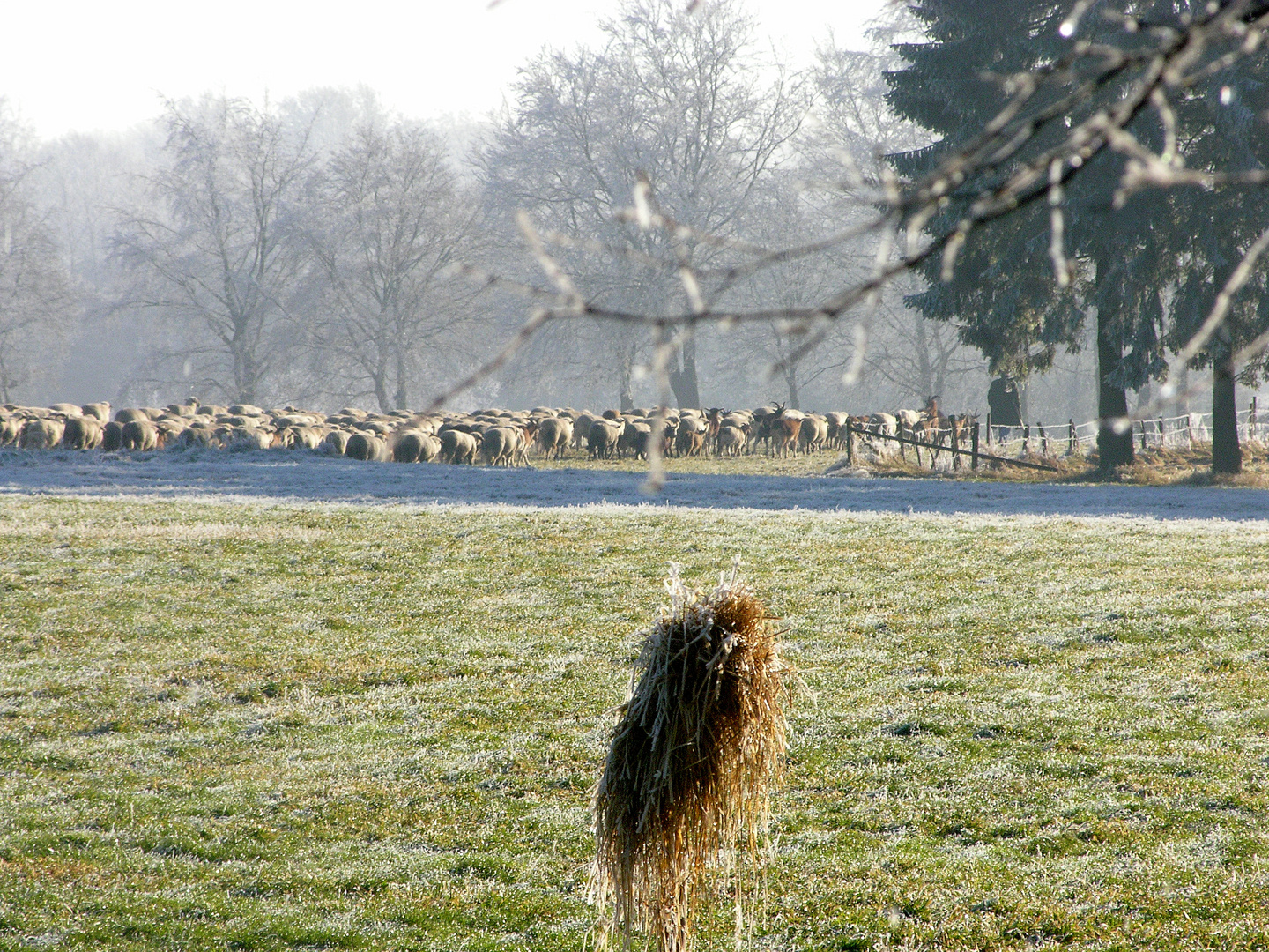 Wanderschäferei im winterlichen Venn