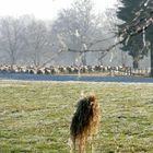 Wanderschäferei im winterlichen Venn