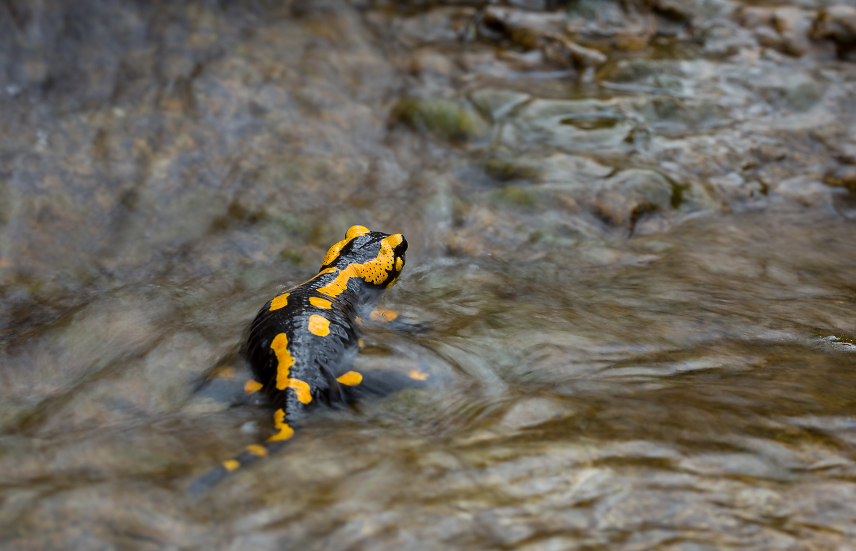 Wanderschaft im Wasser