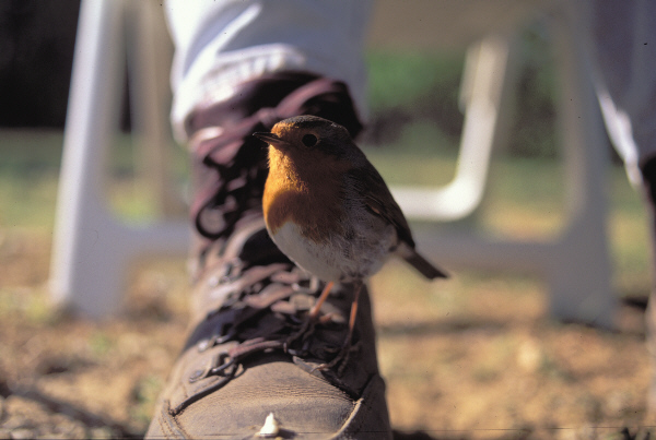 Wanderschuh mit Besetzer