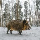 Wanderschwein
