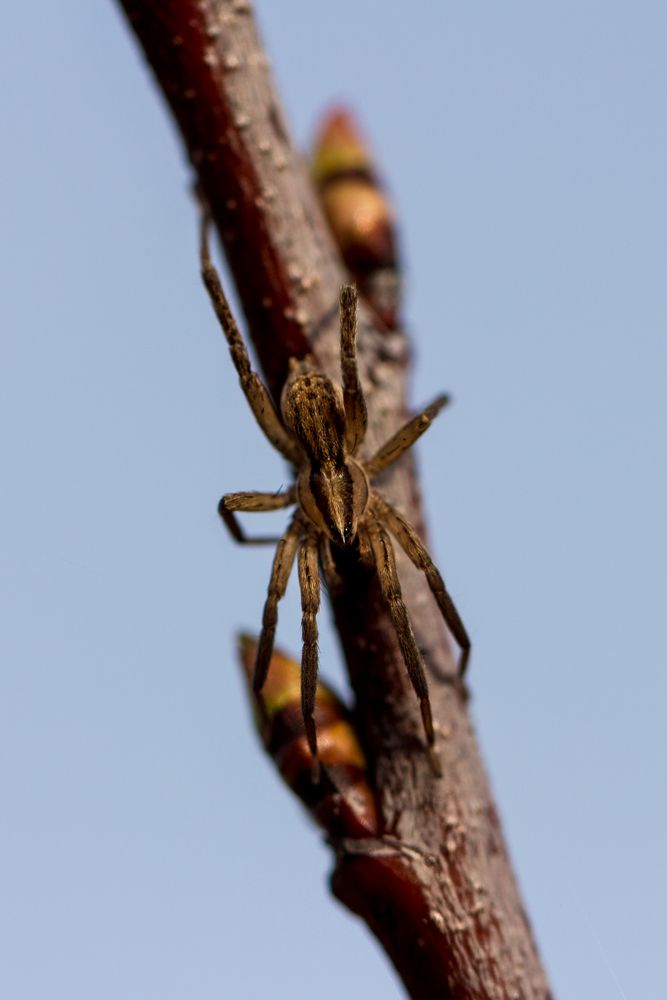 Wanderspinne (Zoridae), hier Zora cf. spinimana