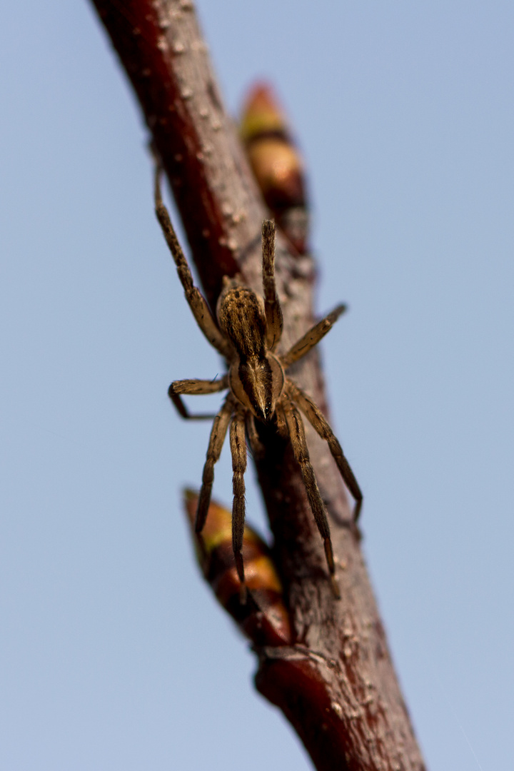 Wanderspinne (Zoridae), hier Zora cf. spinimana