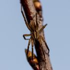 Wanderspinne (Zoridae), hier Zora cf. spinimana