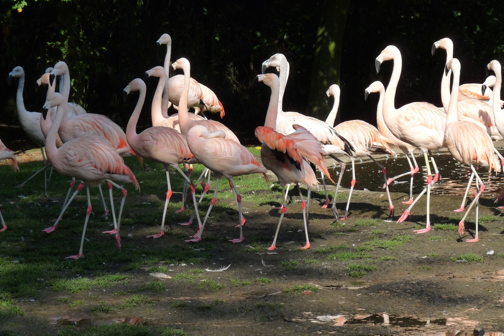 Wandertag bei den Flamingos