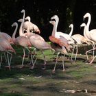 Wandertag bei den Flamingos