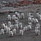 Wandertag bei Pinguins