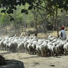 Wandertag der Schafe