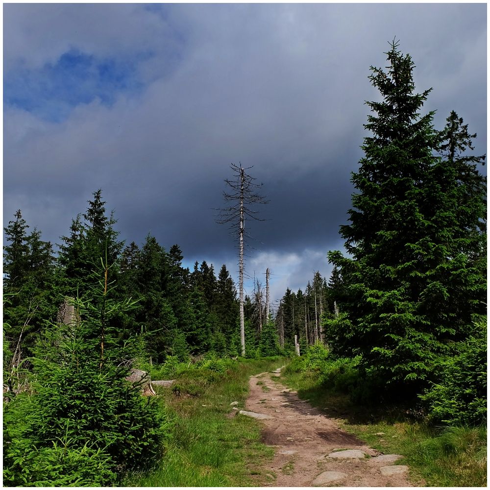 Wandertag im Harz