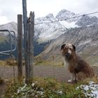 Wandertag mit Hund 