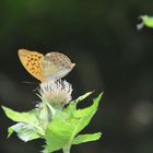 Wanderung am Fluß nach Ebbs mit unserem Wegbegleiter dem Kaisermantel