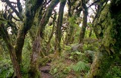 Wanderung am Taranaki