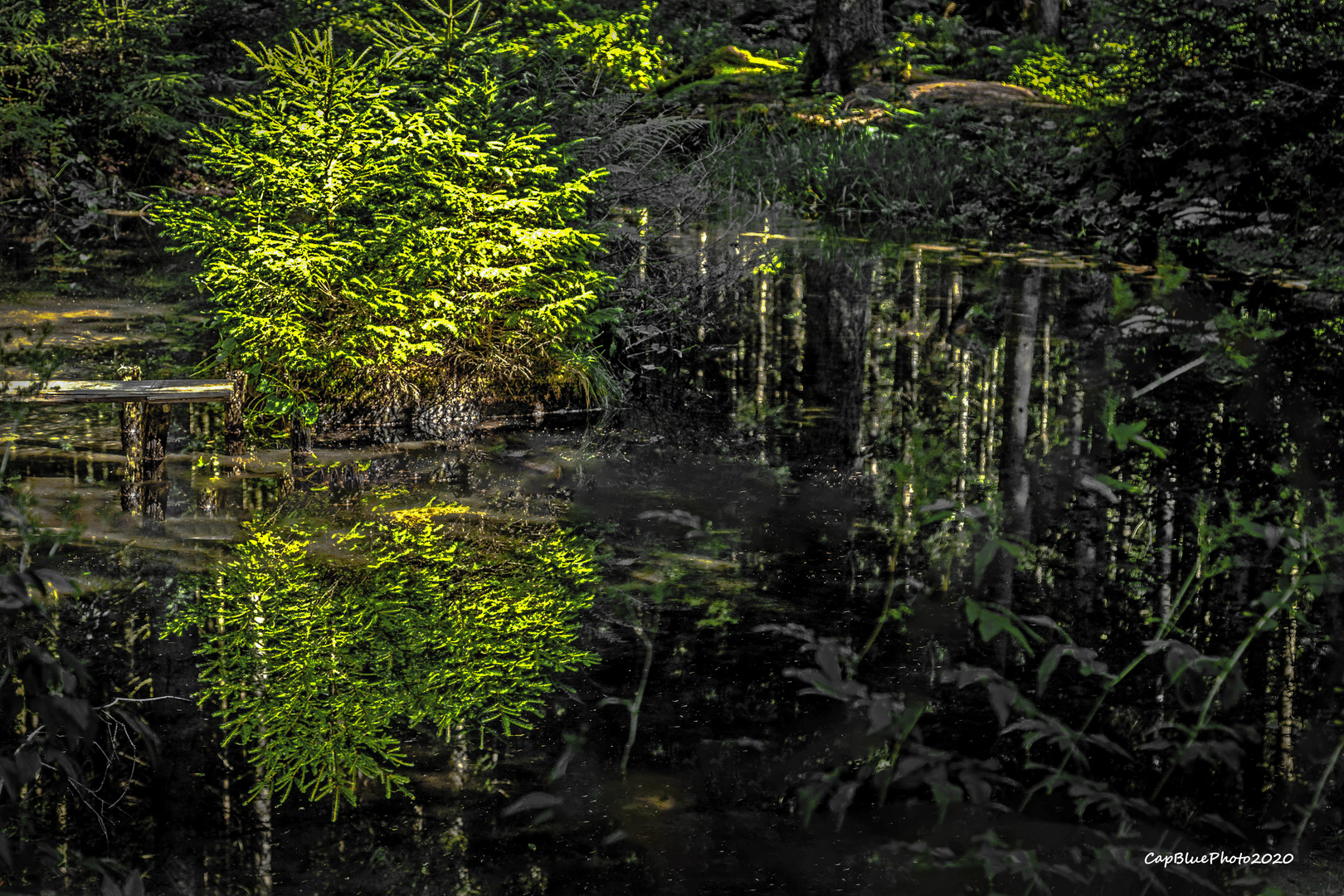 Wanderung an der Nagoldtalsperre Spiegelung im Wald