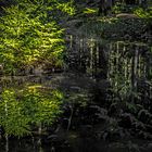 Wanderung an der Nagoldtalsperre Spiegelung im Wald