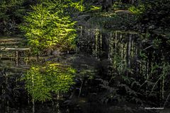 Wanderung an der Nagoldtalsperre Spiegelung im Wald