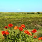 Wanderung auf Amrum