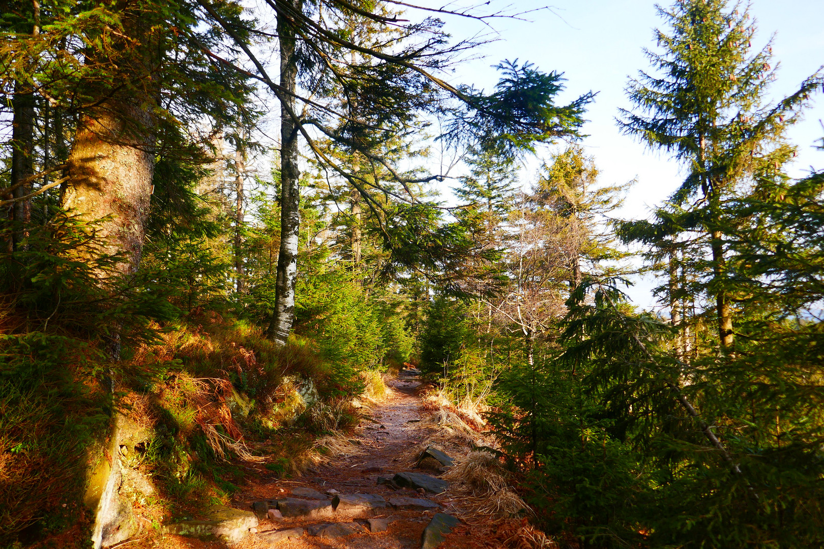 Wanderung auf dem Ruhestein