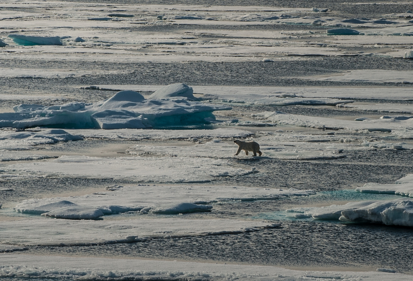 Wanderung auf dem ( schwindendem) .Spitzbergen.     Eis_DSC0488