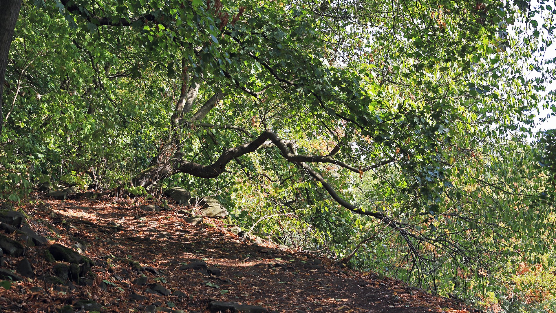 Wanderung auf den Ostry beim Milleschauer  Teil 1